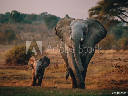 Picture of Elefantenkuh mit Jungem auf dem Weg zum Wasserloch Senyati Safari Camp Botswana